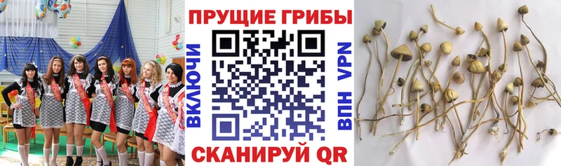 Галлюциногенные грибы прущие грибы  Купить  Лосино-Петровский 